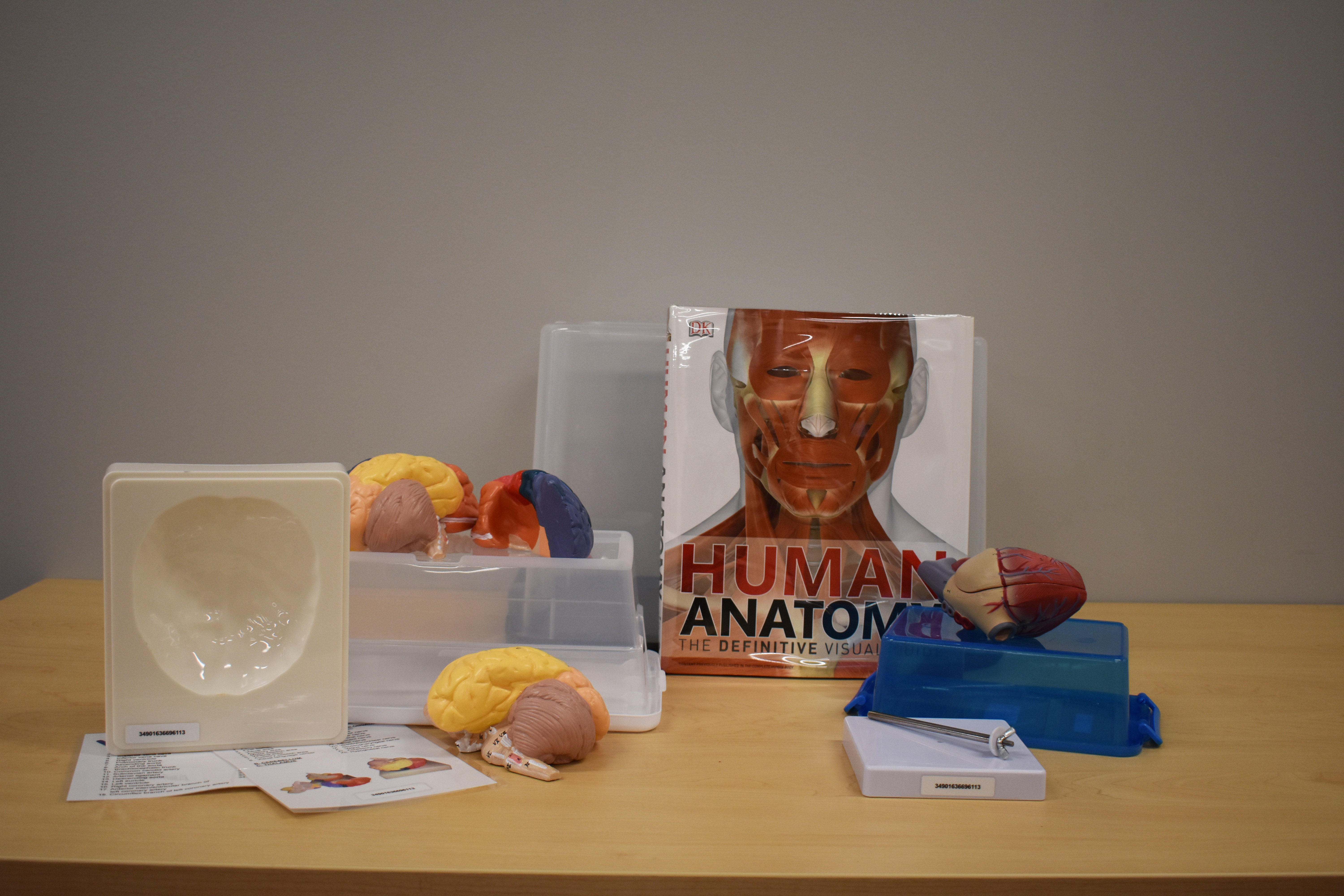Advanced Anatomy Science Kit